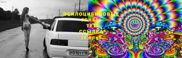 прущие грибы Наволоки