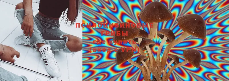 купить наркоту  OMG онион  Галлюциногенные грибы Psilocybe  Ессентуки 